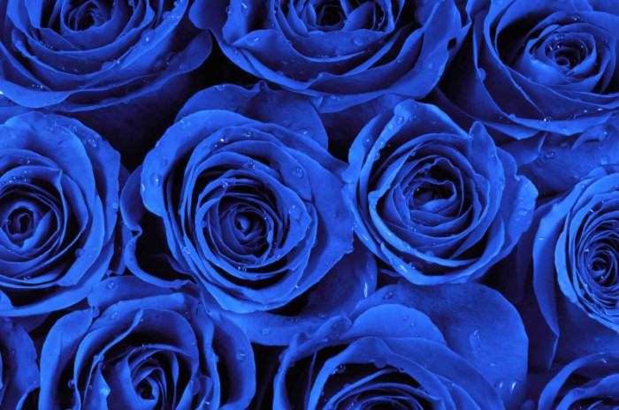 Tranh hoa hồng xanh dương sẽ mang đến cho bạn sự tươi mới và cảm giác bình yên. Các sắc màu nhẹ nhàng trên bức tranh sẽ đem lại cho bạn cảm giác thư thái và tĩnh lặng.