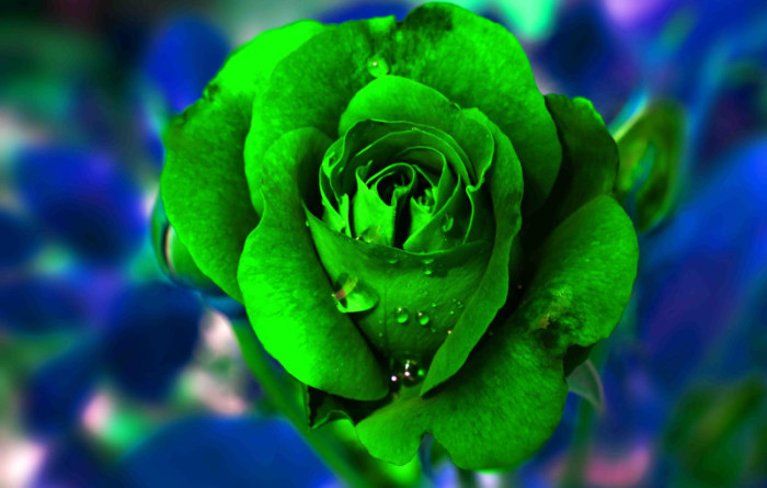 Tranh hoa hồng xanh lá