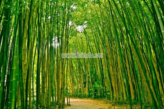 Tranh phong cảnh 1695