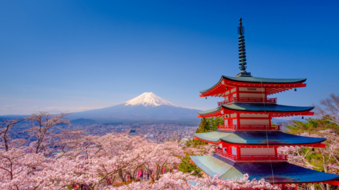 Tranh  phong cảnh núi non tuyệt đẹp Fuji và chùa Chureito đỏ với hoa anh đào sakura(Nhật Bản)