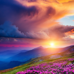 Tranh cảnh hoàng hôn cùng hoa đỗ quyên màu hồng kỳ diệu trên núi mùa hè