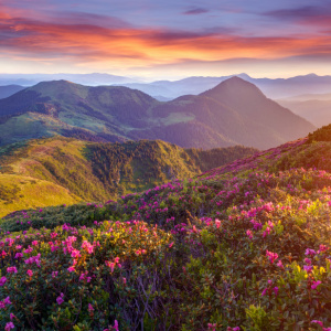 Tranh cảnh Mặt trời mọc đầy màu sắc tuyệt vời ở vùng núi với những đám mây màu và hoa đỗ quyên màu hồng 