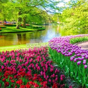 Tranh cảnh vườn hoa Tulip