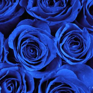 Tranh hoa hồng xanh dương