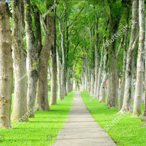 Tranh đường nhỏ qua hàng cây