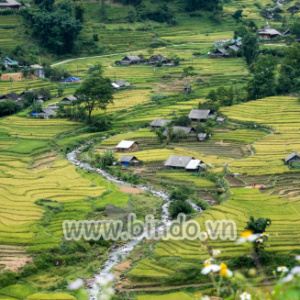 Tranh cảnh cánh đồng lúa với sông ở làng Tavan tại Sapa, Việt Nam