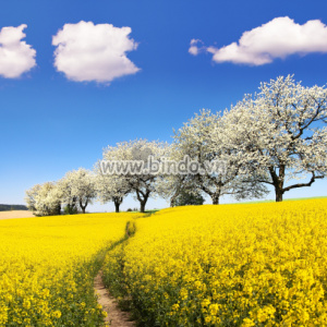 Tranh dán tường  flowering cherry trees - Brassica Napus