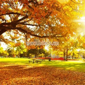 Tranh cảnh cây mùa thu với chùm ánh nắng mặt trời Tranh cảnh cây mùa thu với chùm ánh nắng mặt trời
