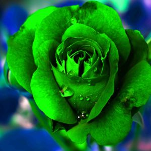 Tranh hoa hồng xanh lá