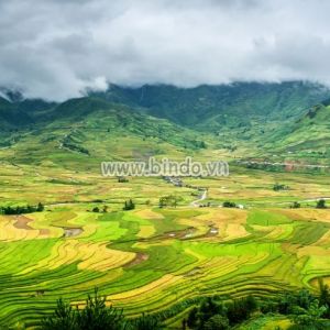 Tranh cảnh ruộng bậc thang ở Mù Cang Chải, tỉnh Yên Bái tại Việt Nam. Tranh cảnh ruộng bậc thang ở Mù Cang Chải, tỉnh Yên Bái tại Việt Nam.