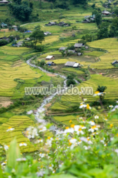 Tranh cảnh cánh đồng lúa với sông ở làng Tavan tại Sapa, Việt Nam