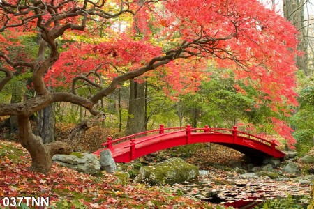 Tranh dán tường  phong cảnh cây cầu và hoa đỏ