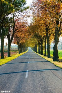 Tranh dán tường  phong cảnh con đường mùa thu trong xanh