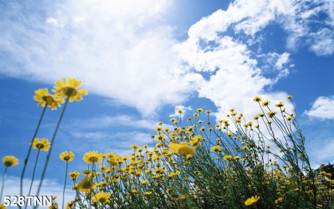 Tranh dán tường  phong cảnh hoa cúc vàng