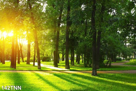Tranh dán tường  phong cảnh rừng cây và ánh mặt trời 