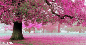 Tranh dán tường  phong cảnh rừng hồng