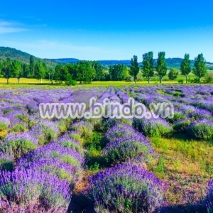 Decal dán tường Tranh dán tường Rừng hoa lavender ở Hungary