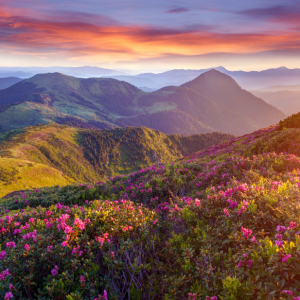 Decal dán tường Tranh cảnh Mặt trời mọc đầy màu sắc tuyệt vời ở vùng núi với những đám mây màu và hoa đỗ quyên màu hồng 