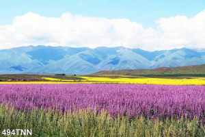 Decal dán tường Tranh phong cảnh cánh đồng hoa tím  Decal dán tường Tranh phong cảnh cánh đồng hoa tím