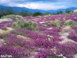 Decal dán tường Tranh phong cảnh đồi hoa tím Decal dán tường Tranh phong cảnh đồi hoa tím