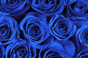 Decal dán tường Tranh hoa hồng xanh dương